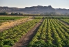 south africa farms